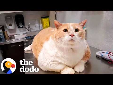 43-Pound Cat Loses Half His Weight Thanks To His New Mom | The Dodo