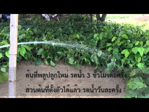 ความใคร่ความอ่อนแอคือ จีนเพื่อเพิ่มความแข็งแรง