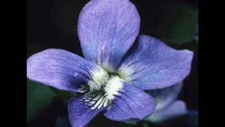 Syreeta - Harmour Love