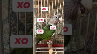 Bird Gives Kisses � Cape Parrot Talks and Makes Kissing Sounds