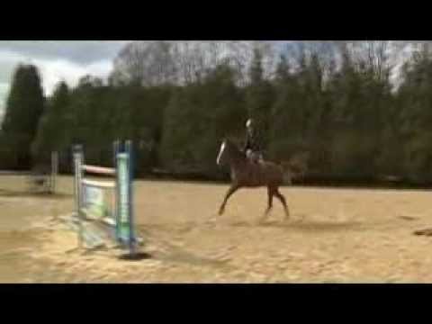 Carthino Z (Carthago) ~ jumping under saddle **DEPOSIT PAID**