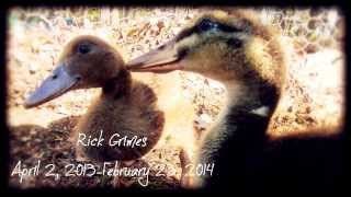 Don't Look Back: A Final Farewell To My Feathered Friend