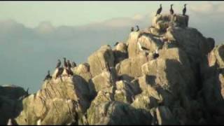 preview picture of video 'Birds Safari Gjesvaer, Nordcapp'