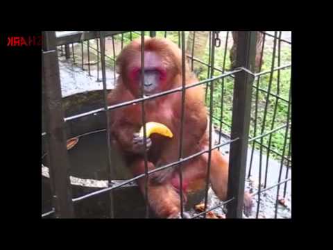 Ghetto Monkey Eating Bananas (Funny Voiceover without intro)