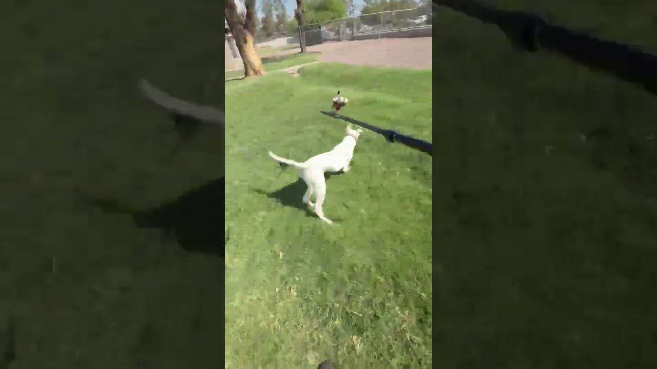 Enlarge Arrow, a Adoptable mixed breed in Gilbert, AZ video 3/6