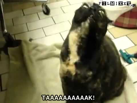 Kot żądny władzy - Filmixxy.pl