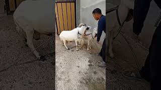 Download lagu Garut sheep mating process #GarutSheep #fypp mp3