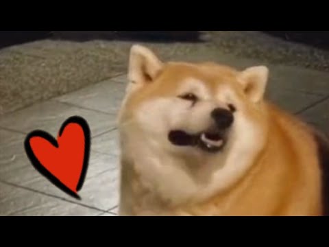 Big Doggo want snacc