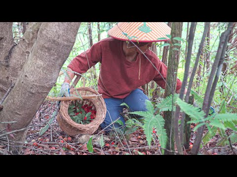 Making sweet and sour pork ribs with bayberry|壹顆山楊梅，糖醋都有，用它來做糖醋排骨是不是很合適呢【乡野莲姐】@4K