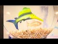 Elmo S World The Fishes Song