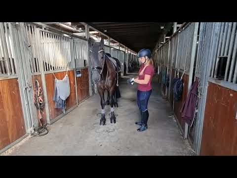 Stal Okkema's Jaldert - Tjebbe x Andries - Star Stallion - 2019 - 1.65m