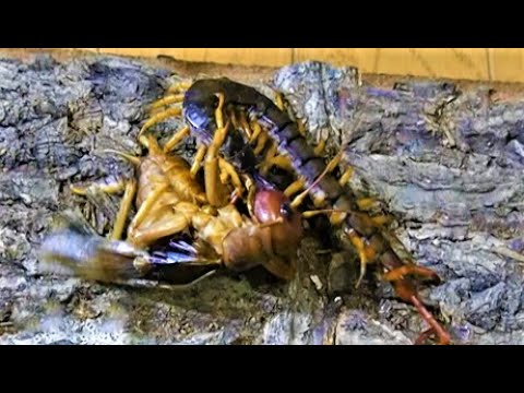 【Sia ferox】リオック♀82mmオオムカデ170mmバトル【Vietnam Giant Centipede】