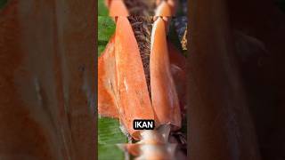 Download lagu Cumi raksasa #shorts mp3