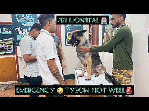 My Dog 🐶 Health not well 😭 | Raat Ke 3 Am 24/7 Pet hospital 🏥 gaye | Kolkata | Samrin Naaz Vlogs
