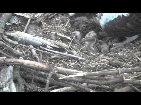Three chicks in Manton Bay!