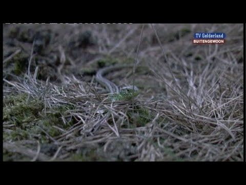 BuitenGewoon 20 mei 2010