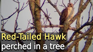 Red-Tailed Hawk perched in tree