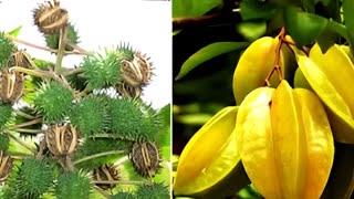 15 Frutas Mais Perigosas do Mundo Que Você Nunca Imaginaria