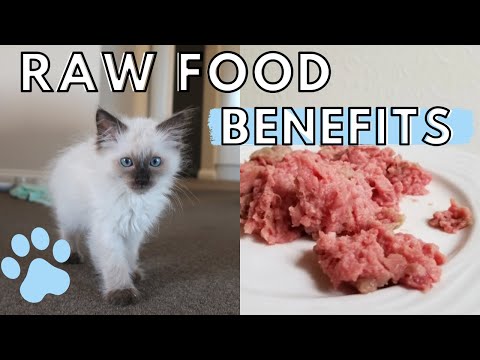 Why I Am Feeding My Kitten a RAW FOOD DIET (Getting Started in 2019)