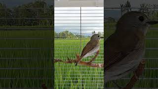 Download lagu SRDC (sikatan rimba dada coklat) paud trotol jantan S4E24 [Pet ON] mp3