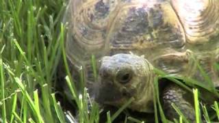 Rock Me Baby / Lee Michaels / Go little turtle