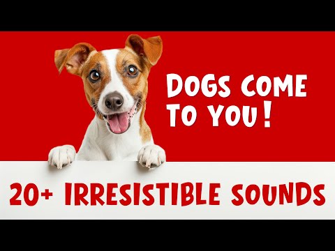 Dog Sounds to Make Any Dog Come to You Fast (Over 20 Irresistible Sounds!)