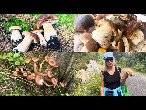 Sopptur i skogen på Vestlandet i august. Bergen. Steinsopp.