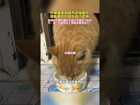 大橘貓來到窗外想要點吃的卻先兇了男士，問它喝不喝水小貓立刻 溫柔了起來：不好意思啊，我忘記我是來要飯的了#畫一個故事 #治愈系 #小貓咪能有什么壞心眼