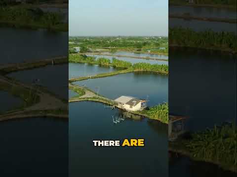 Feed Strategy Fundamentals