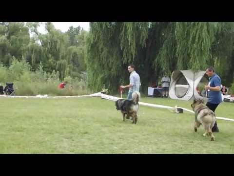 SELMA DE BOLINTIN DEAL 4 ani CACIB PLOIESTI