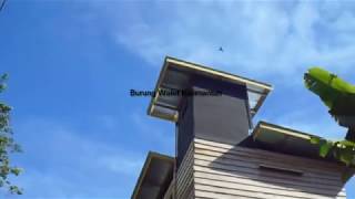 Download lagu Burung Walet Kalimantan Suara Panggil Inap Full Super Sedot mp3 Download lagu Burung Walet Kalimantan Suara Panggil Inap Full Super Sedot mp3