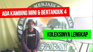 Download lagu BERKUNJUNG KE 78 FARM JOGJA di KAB SLEMAN YOGYAKARTA KANDANGNYA PANJANG dan KOLEKSINYA LENGKAP mp3 Download lagu BERKUNJUNG KE 78 FARM JOGJA di KAB SLEMAN YOGYAKARTA KANDANGNYA PANJANG dan KOLEKSINYA LENGKAP mp3