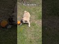 Play Ball With Me