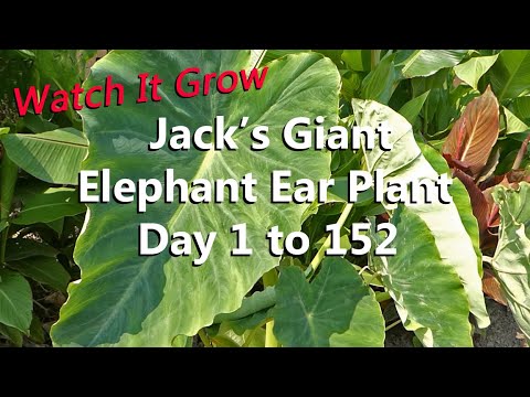 Jack's Giant Grows Taller and Larger Leaves than other Colocasia Esculenta Elephant Ear Taro Plants