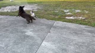 Video preview image #1 Mutt Puppy For Sale in Palatka, FL, USA