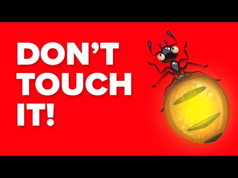 This Is The Reason Why Ants Bite
