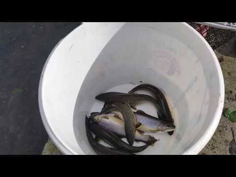 ALBESTII DE MUSCEL.PENSIUNEA BRATIOARA