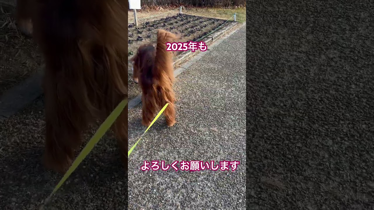 2025年もよろしくお願いします。#shorts  #アイリッシュセター　#ヴィッツパパ　#テラ