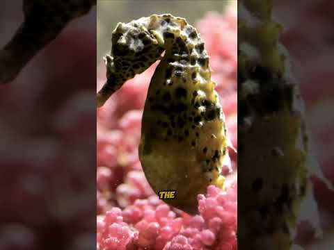 SEAHORSE Reproduction Secrets Are AMAZING #facts #science #shorts