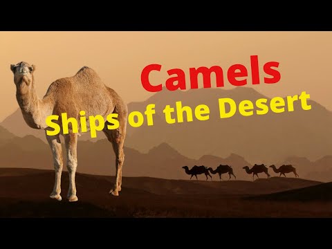 15 interesting facts about camels / 15 интересных фактов о верблюдах