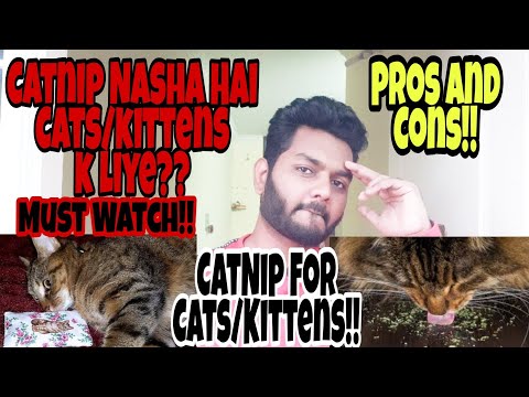 What is Catnip? Catnip Nasha Hai For Cats/kittens k liye?