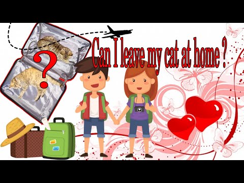 Can I leave my cat at home when I travel?