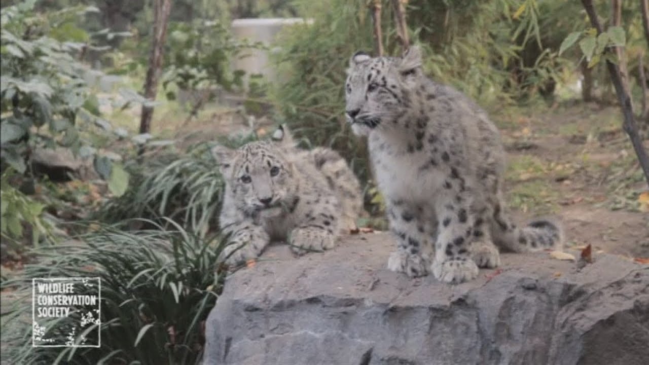 Twin snow leopard cubs: Cubs make debut at New York zoo