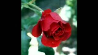 El proximo tonto Banda Machos