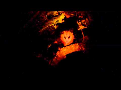 Cute North American Opossum in a Tree