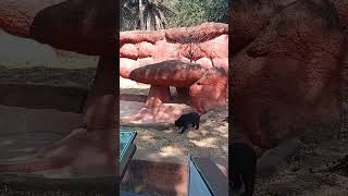 Download lagu Bear in zoo video #shorts #youtubeshorts #viral #viralvideo #Begunaah Aashiq ff1M🥰 mp3