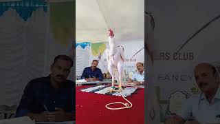 Show pics Parrot beak aseel murga #chicks #aseel #bhimavaram