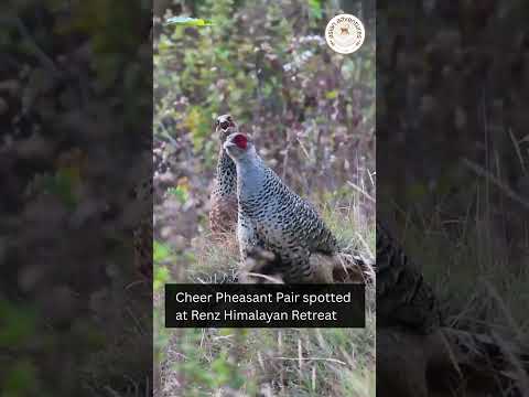 Cheer Pheasant at Renz Himalayan Retreat