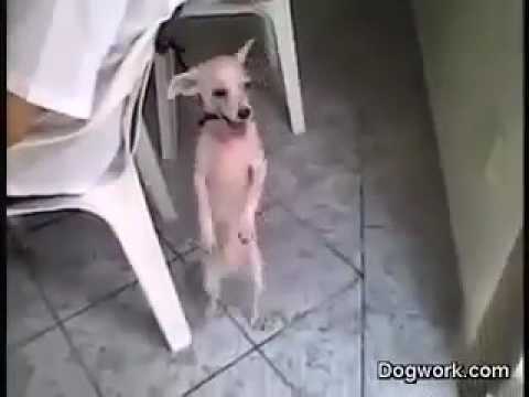 Dog dancing on holi song funny