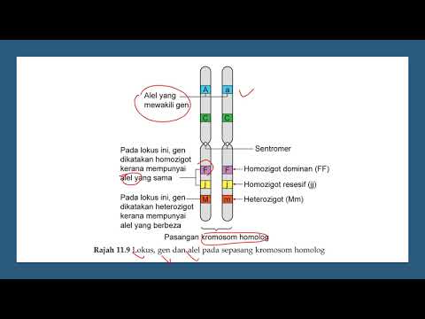 BIOLOGI TINGKATAN 5 :  11.3 GEN DAN ALEL